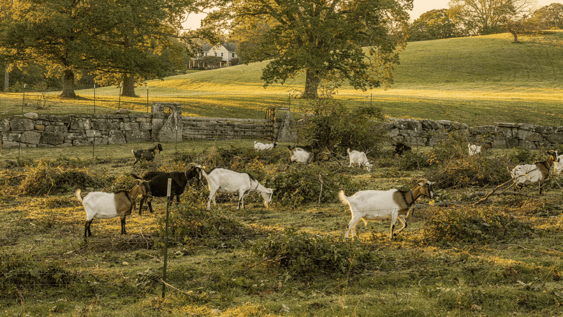 Goats grazing along an old stone wall at golden hour